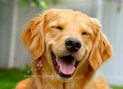 Smiling Golden Retriever Birthday Card Gift For Dog Lover