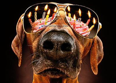Cool Dude Dog in Glasses Bling Large Birthday Greeting Card Dog Lovers