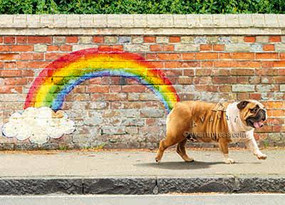 dog rainbow birthday card