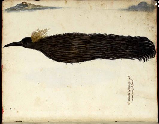 Ulisse Aldrovandi - l'Ornithologia - late 16th c. - Bird of Paradise depicted as having no feet. . forever in flight and living from drinking the sun's nectar. 