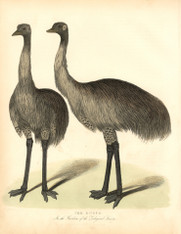 Emus would have appeared a little misplaced in London, but no more than the other interns in the London Zoo. The Zoological Society of London was opened in April 1828 for the purposes of  Scientific study in Regents Park by, among others, Sir Stamford Raffles. https://historyrevisited.com.au