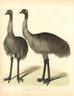 Emus would have appeared a little misplaced in London, but no more than the other interns in the London Zoo. The Zoological Society of London was opened in April 1828 for the purposes of  Scientific study in Regents Park by, among others, Sir Stamford Raffles. https://historyrevisited.com.au