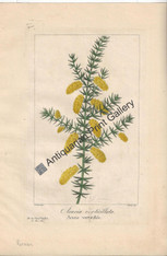 Australian Acacia verticillata 1836 Original Antique Print