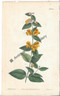 Australian Platylobium parviflorum 1813 Original Antique Print