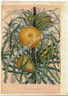 Australian Dyrandra longifolia Banksia Paxton Original Antique Print