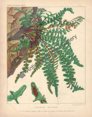 Ferns Asplenium British 1885 Original Antique Print