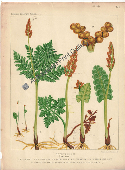 Ferns botychium British 1885 Original Antique Print