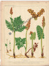 Ferns botychium British 1885 Original Antique Print