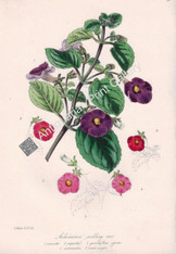 Flowers Achimenes venusta Lithograph 1848 Holden Original Antique Print