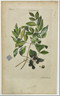 Trees Ehret azaderach Original Antique Print
