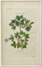 Trees Ehret orientalis Original Antique Print