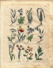 Botanical Antique Print. Plate 10 from Nicholas Culpeper (1616-1654), Complete Herbal, Published 1824.
Herbs are Filipenula, Fleawort, Familory, Toad Flax, Sow Fennel,  Fluellin, Eringo, Comon Figwort, Common Furze, Foxglove, Flaxweed.