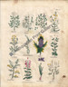 Botany Medicine, Nicholas Culpepper,  "Complete Herbal"  Genuine hand colored Antique Print, published 1824. 