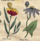 Culpeper Herbs detail - Wall Flower, Wound Wart