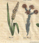 Culpeper Herbs detail: Wheat (Commerial Crop), Cud Weed