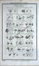 Botany flowers 1788 hogg 3 Original Antique Print