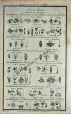 Botany flowers 1788 hogg 5 Original Antique Print