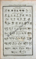 Botany flowers 1788 hogg 8 Original Antique Print