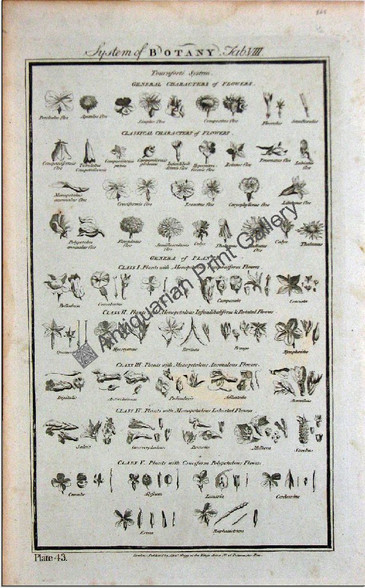 Botany flowers 1788 hogg 8 Original Antique Print