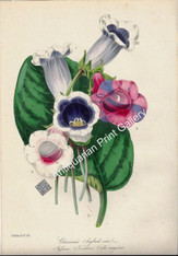 Botany Flowers Gloxinias Lithograph 1848 Holden Original Antique Print