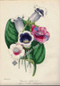 Botany Flowers Gloxinias Lithograph 1848 Holden Original Antique Print