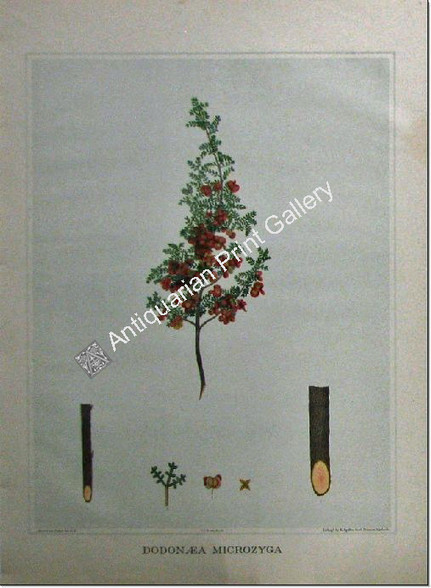 Botany Fiveash Forest Flora of South Australia Dodonaea microzyga SA 1882 chromolithograph Antique Print. http://www.historyrevisited.com.au
