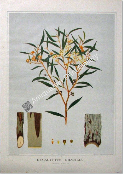 Botany Australian Eucalyptus gracilis SA 1882 chromolithograph Original Antique Print
