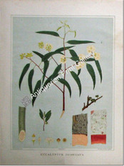 Botany Australian Eucalyptus rostrata SA 1882 chromolithograph Original Antique Print