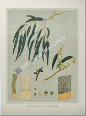 Botany Australian Eucalyptus viminalis SA 1882 chromolithograph Original Antique Print