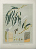 Botany Australian Eucalyptus viminalis SA 1882 chromolithograph Original Antique Print