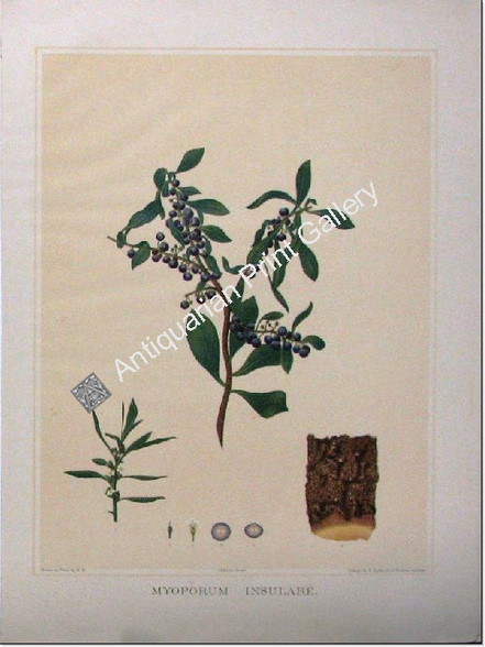 Botany Australian Myoporum insulare SA 1882 chromolithograph Original Antique Print