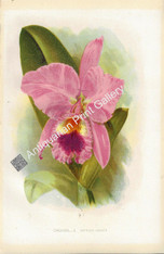 Botany Orchid Cattleya 1875 Antique Print