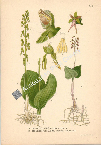 Orchid Listera Ovata Australian 1900 Lindman Antique Print