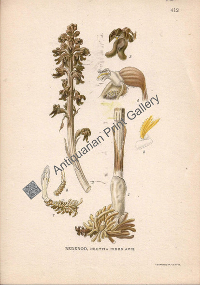Orchid Negottia Nigus Avis Australian 1900 Lindman Antique Print
