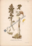 Orchid Negottia Nigus Avis Australian 1900 Lindman Antique Print