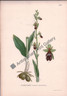Orchid Ophrys Muscefeia Australian 1900 Lindman Antique Print