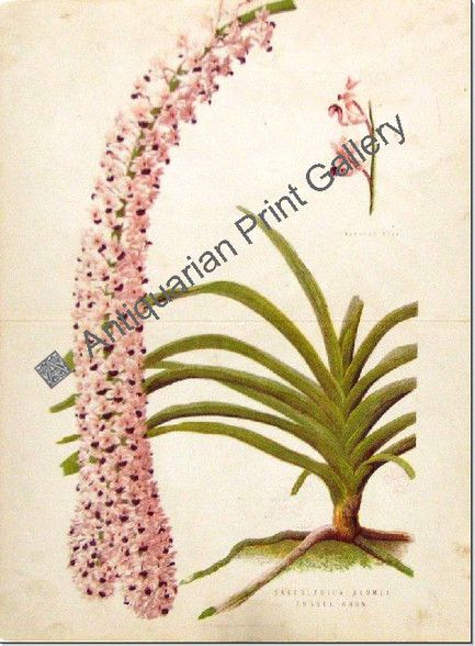 Orchid Saccolabium Blumie Russelianum Australian 1900 Lindman Antique Print
