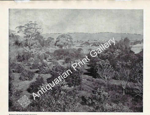 Botany Garden Orangery near Adelaide 1897 Antique Print