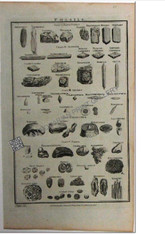 Science Fossils 1788 Copper Engraving 