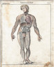 Antique Print Circa 1820 Medical Anatomy human Circulatory System.
This was knowledge at the height of the Era known as the  Age of Enlightenment.
