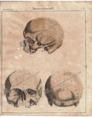 German study of the human skull with side, front, and rearview depicted with a reference to the pseudoscience of phrenology, developed by German physician Franz Joseph Gall in 1796