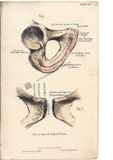 "Front View of The Pubes" Plate 60 Antique Lithograph, London c.1855