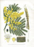 Botanical, Australia, The Sydney Black Wattle, Acacia decurrens, NSW, J.H. Maiden Antique Print.
