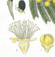 The wattle flower head are small and globular with auxillary 'racemes',  of which 20-30 per head of wattle.