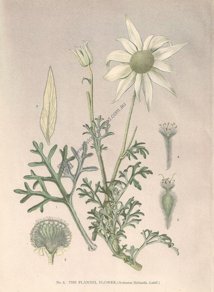 Australian Botanical, Flannel Flower, Actinotus Helianthi, J.H. Matters, Antique  Print, New South Wales c1895