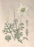 Australian Botanical, Flannel Flower, Actinotus Helianthi, J.H. Matters, Antique  Print, New South Wales c1895