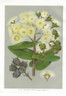 Australian Botany, New South Wales, Angophora cordifolia, Antique Print, Chromo lithograph, J.H.Maiden.