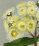 Angophora cordifolia blossoms www.historyrevisited.com.au
