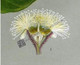 Vertical section of am individual Dwarf Apple flower.
