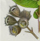 Dwarf Apple: Cluster of Fruits/nuts www.historyrevisited.com.au